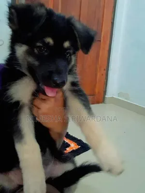 1-3 months Female Purebred German Shepherd