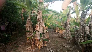 Photo - Land for Sale