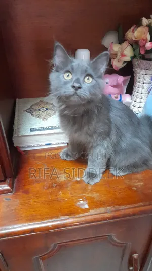 Photo - 3-6 months Male Purebred Persian
