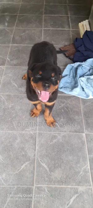 Photo - 1-3 months Male Purebred Rottweiler
