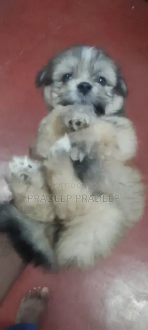 Photo - 1-3 months Male Purebred Shih Tzu