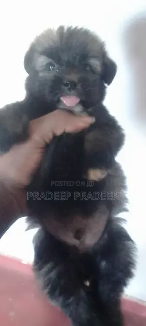 1-3 months Male Purebred Shih Tzu