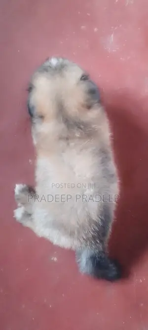 1-3 months Male Purebred Shih Tzu