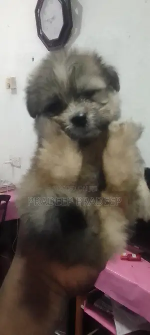 1-3 months Male Purebred Shih Tzu