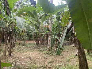 Photo - Land for Sale