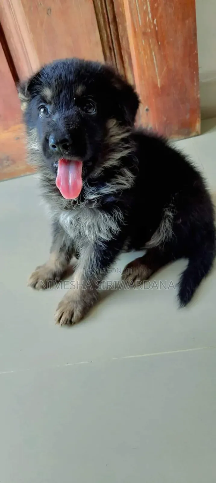 0-1 month Male Purebred German Shepherd