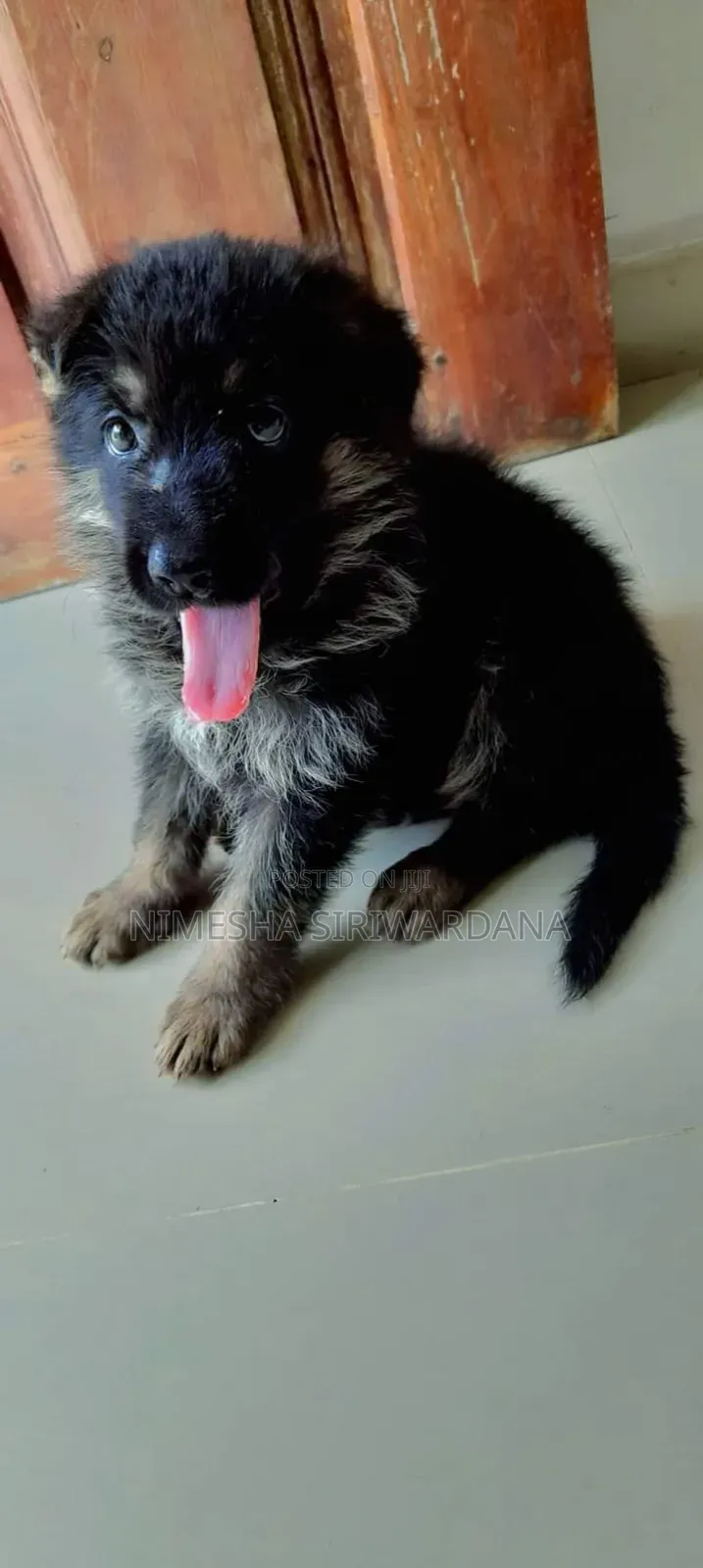0-1 month Male Purebred German Shepherd