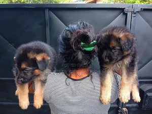 Photo - 0-1 month Male Purebred German Shepherd