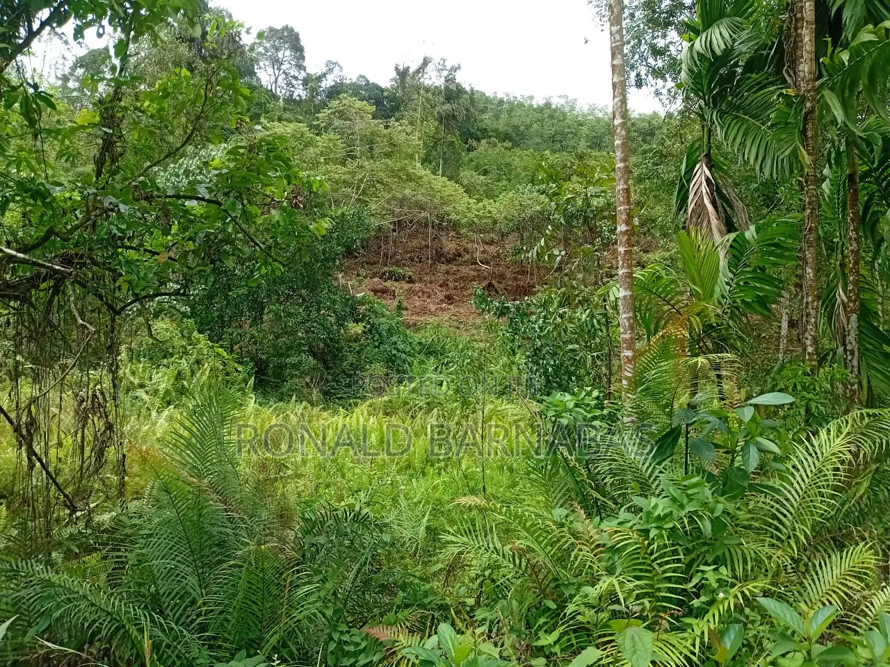 Land for Sale Buduruliya Hidagala