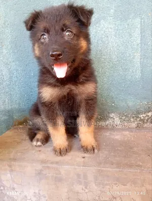 Photo - 0-1 month Male Purebred German Shepherd