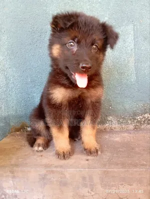 0-1 month Male Purebred German Shepherd