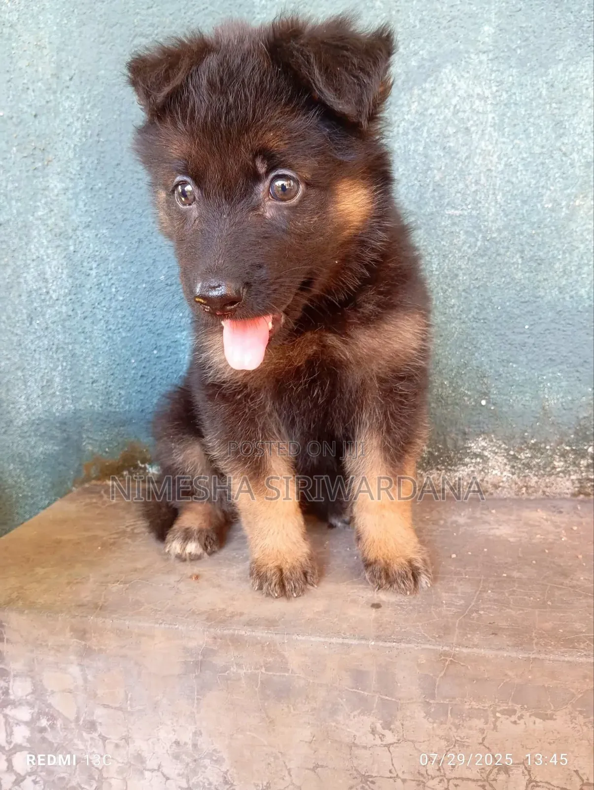 0-1 month Male Purebred German Shepherd