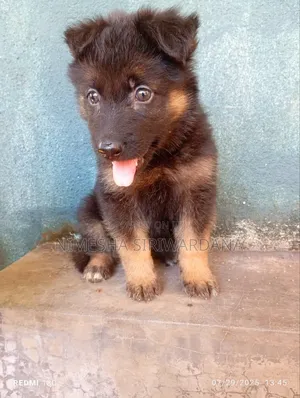 0-1 month Male Purebred German Shepherd
