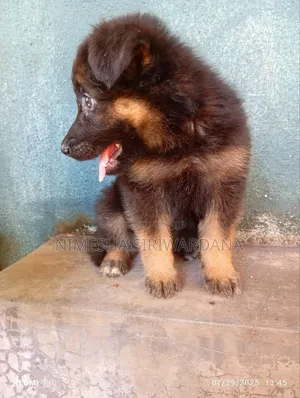 0-1 month Male Purebred German Shepherd