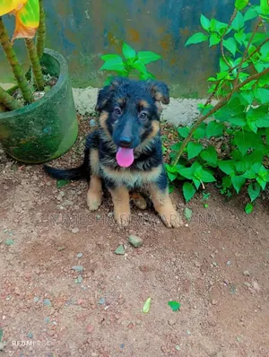 Photo - 1-3 months Male Purebred German Shepherd