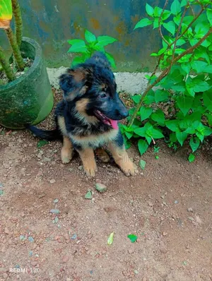 1-3 months Male Purebred German Shepherd