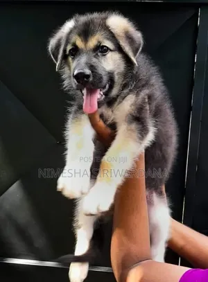 Photo - 1-3 months Male Purebred German Shepherd
