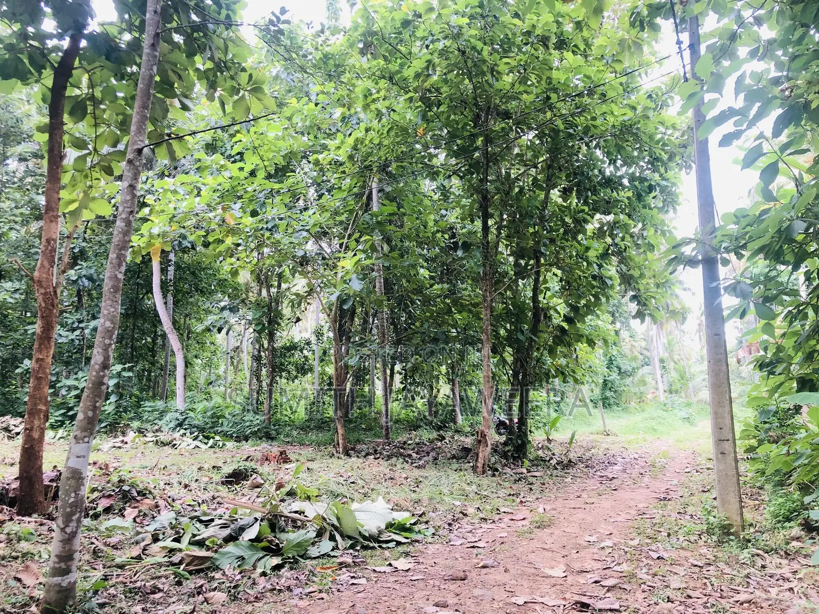 Land for Sale With 60 Amp Electricity in Giriulla.