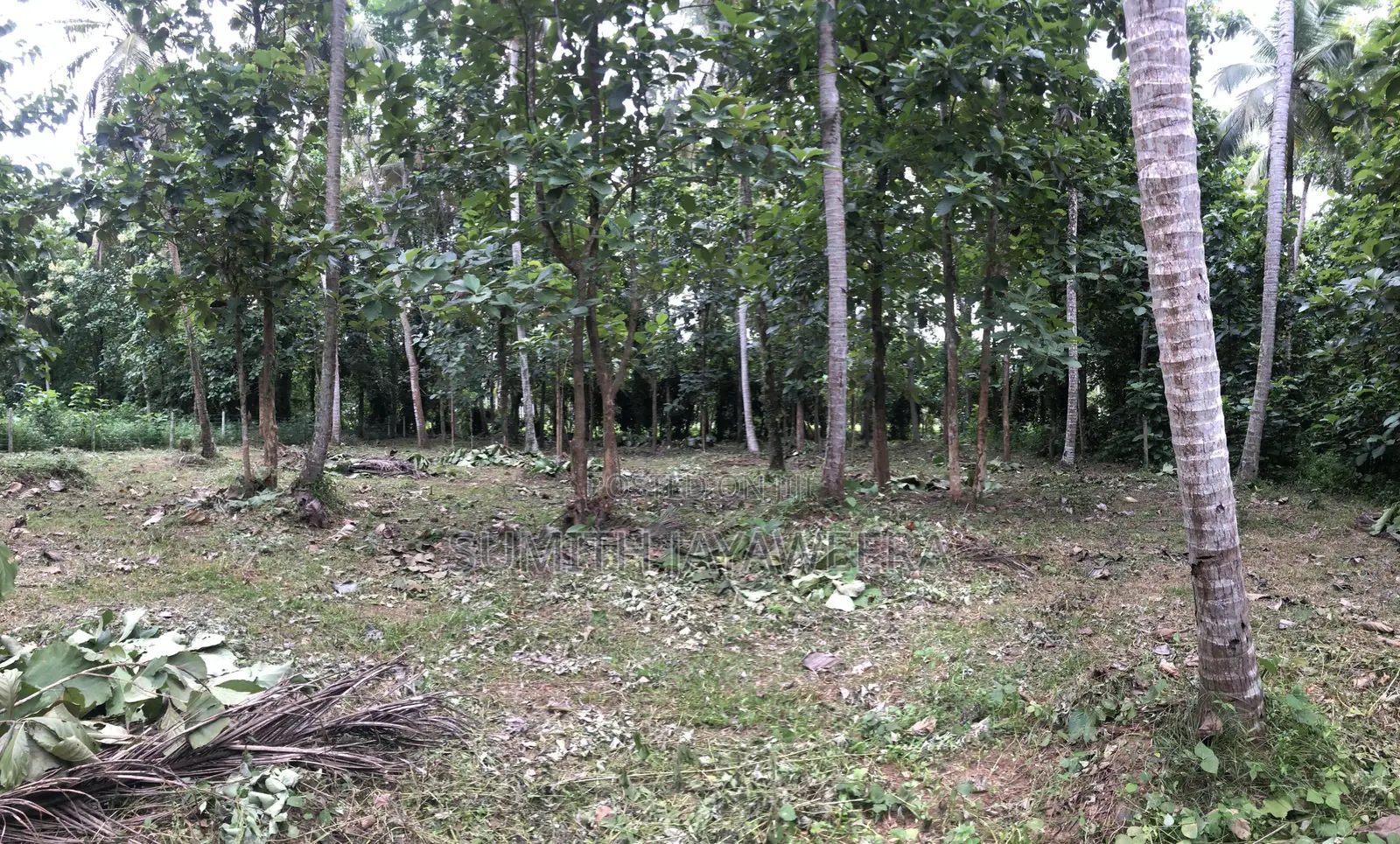 Land for Sale With 60 Amp Electricity in Giriulla.