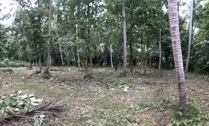 Land for Sale With 60 Amp Electricity in Giriulla.