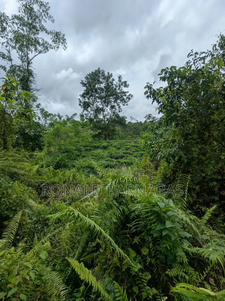 Land for Sale Buduruliya Hidagala