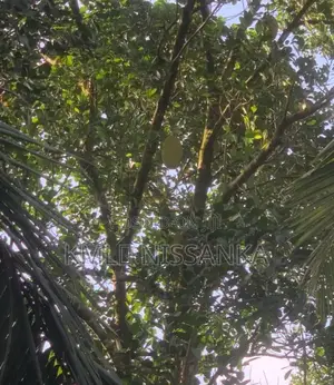 Gampaha පූගොඩ පැල්පිට පර්. 80 සරුසාර ඉඩමක් ඉක්මනින් වීකිණීමට.