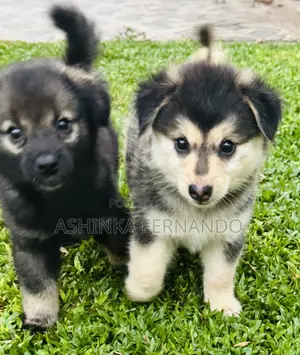 Photo - 1-3 months Male Mixed Breed German Shepherd