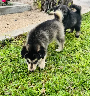 Photo - 1-3 months Male Mixed Breed German Shepherd