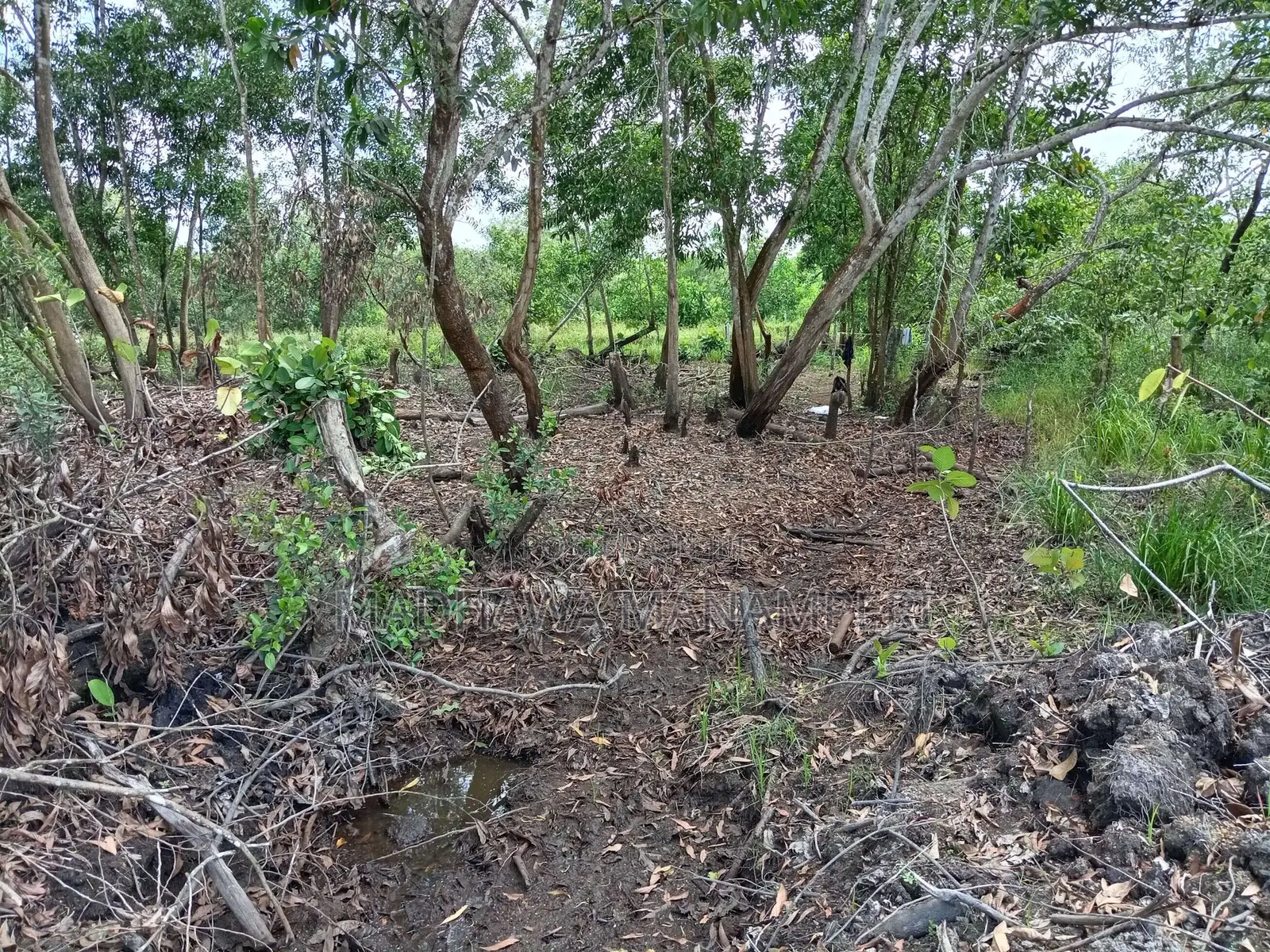 මැණික් බලපත්‍ර සහිත ඉඩම 209 Purchase