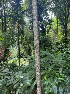 Photo - Land for Sale in Ulapane (Gampola Nawalapitiya Main Road)