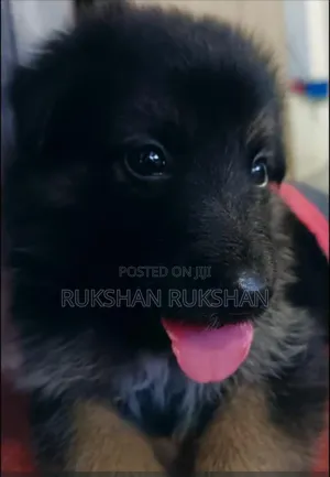 Photo - 0-1 month Male Purebred German Shepherd