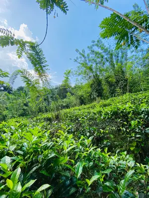 7 Acres Tea Estate for Sale in Erathna, Kuruwita