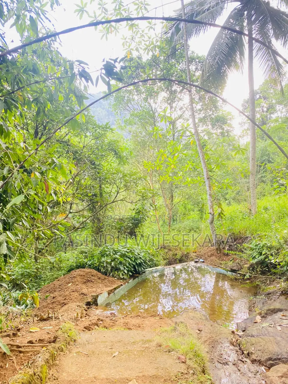 7 Acres Tea Estate for Sale in Erathna, Kuruwita