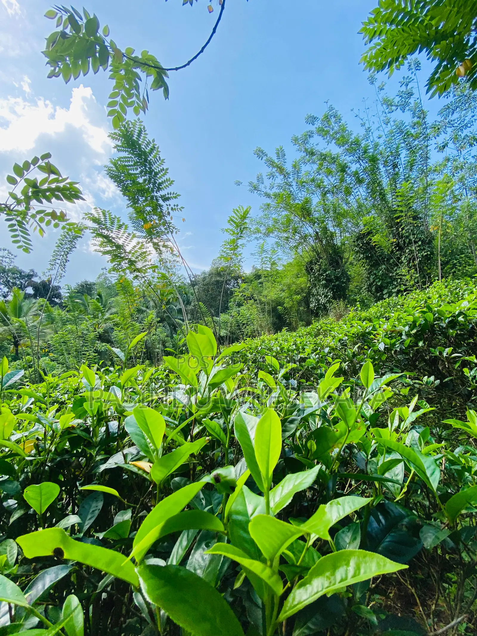 7 Acres Tea Estate for Sale in Erathna, Kuruwita