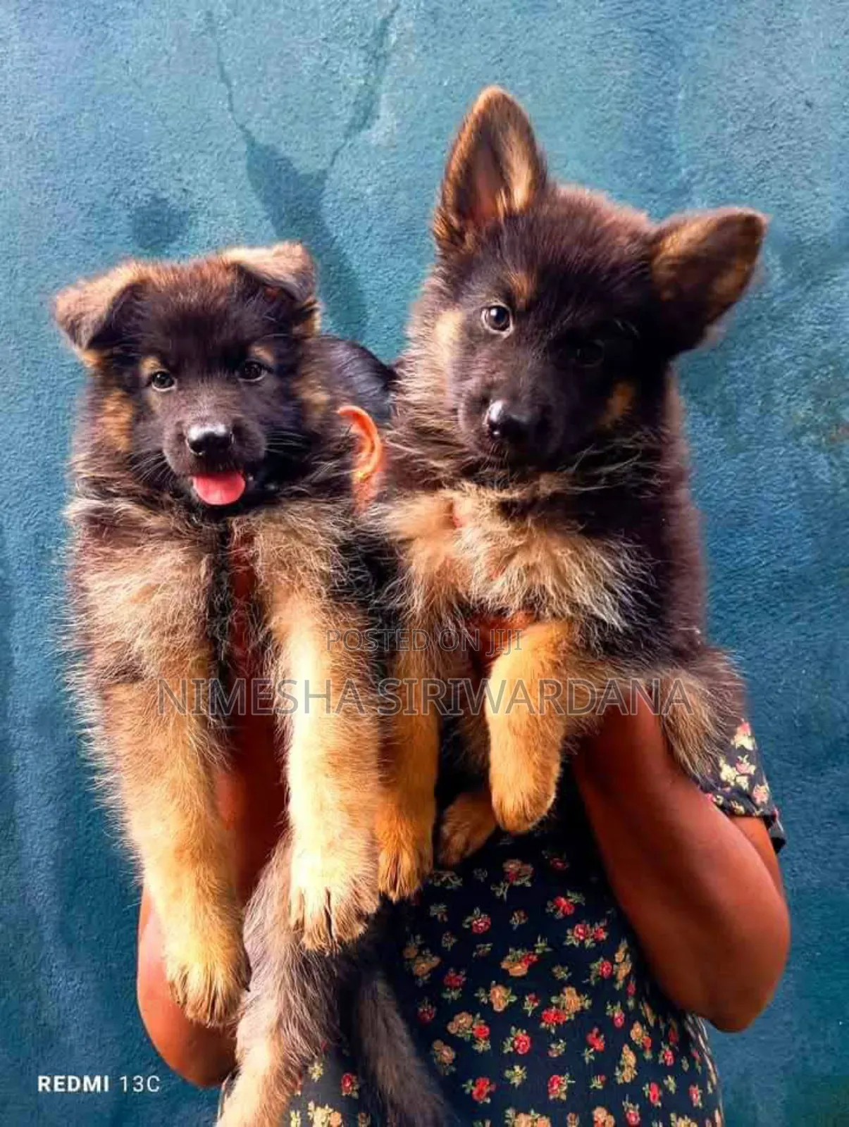 1-3 months Male Purebred German Shepherd