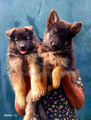 Photo - 1-3 months Male Purebred German Shepherd