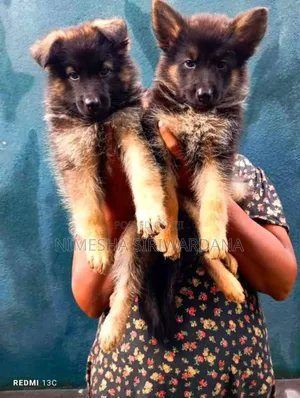 1-3 months Male Purebred German Shepherd