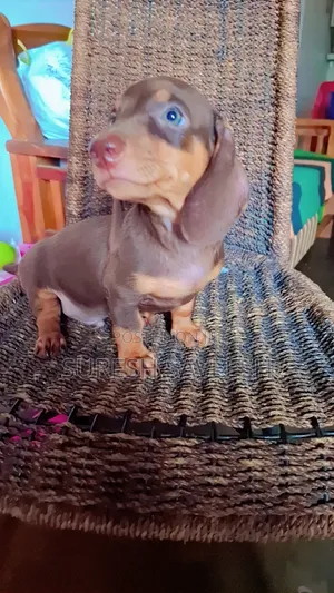 Photo - 1-3 months Male Purebred Dachshund