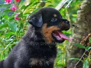 Photo - 1-3 months Female Purebred Rottweiler