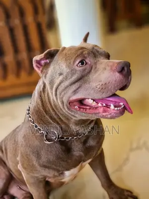 Photo - 1+ year Male Purebred American Bully
