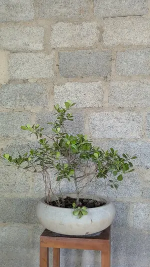 Photo - 'Pethi Nuga'