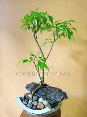 Photo - Nuga Bonsai Plant