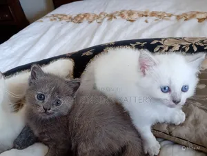 Photo - 1-3 months Female Purebred Persian