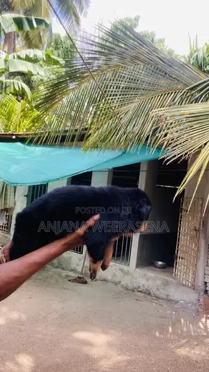 Photo - 0-1 month Female Purebred Rottweiler