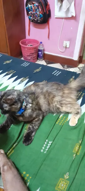 Photo - 1+ year Female Mixed Breed Persian