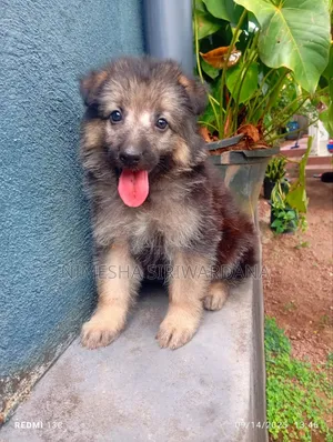 0-1 month Male Purebred German Shepherd