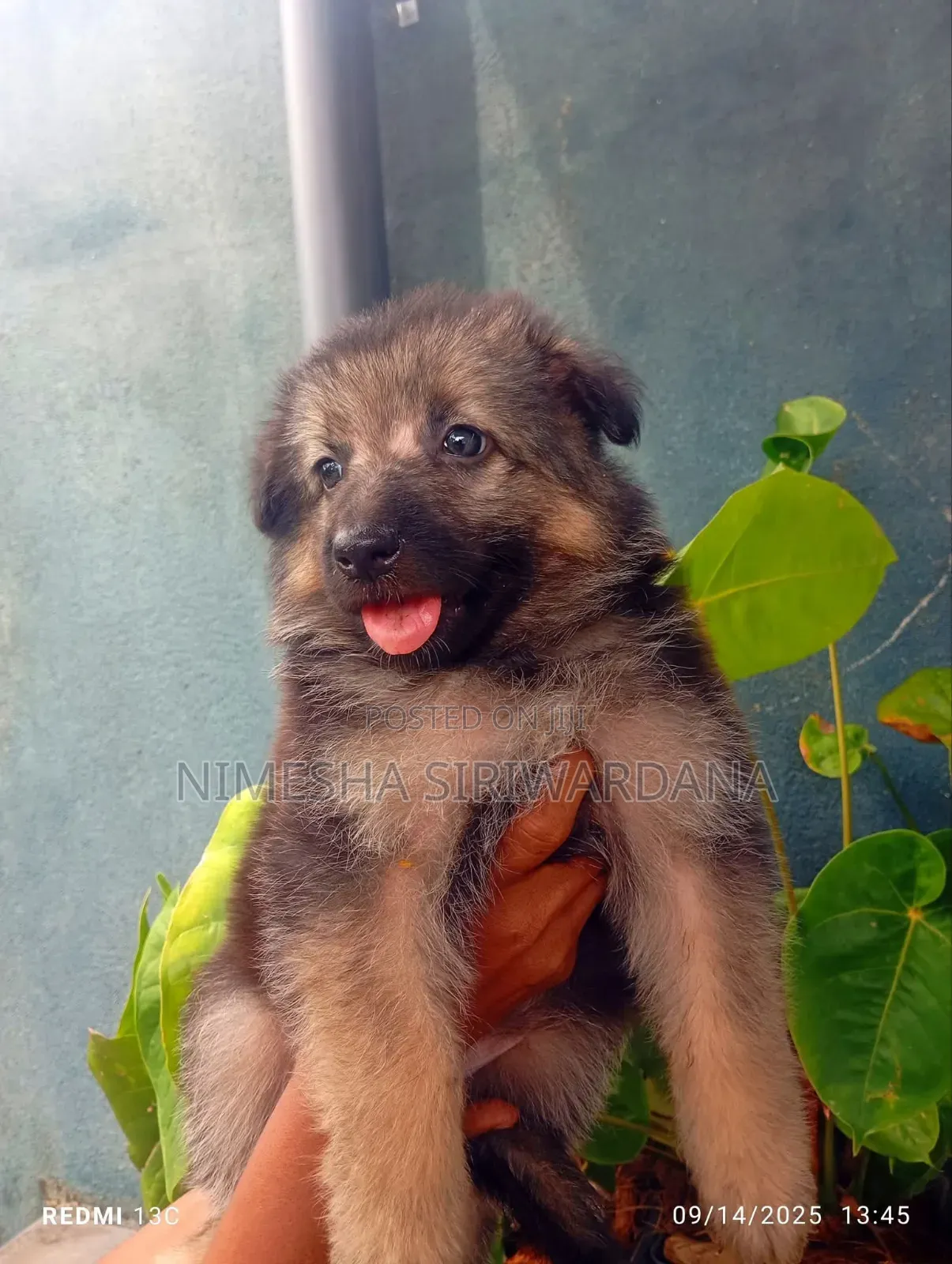 0-1 month Male Purebred German Shepherd