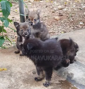 Photo - 1-3 months Male Mixed Breed Pomeranian