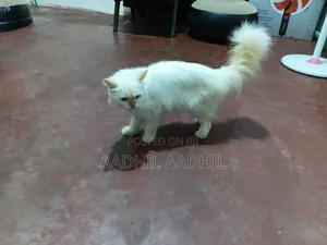 Photo - 1+ year Male Purebred Persian