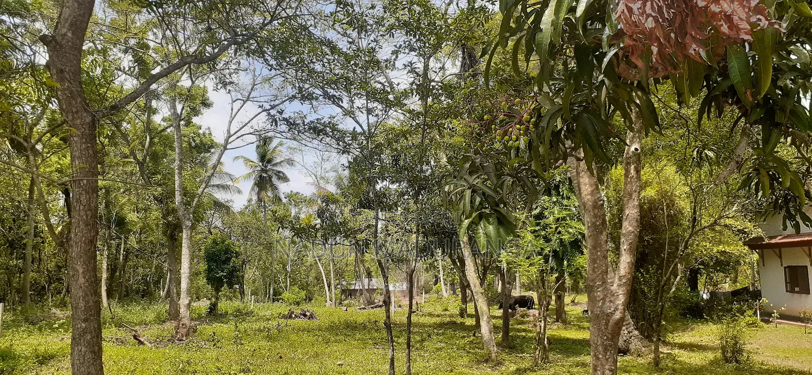 Wariyapola Commercial Land for Sale